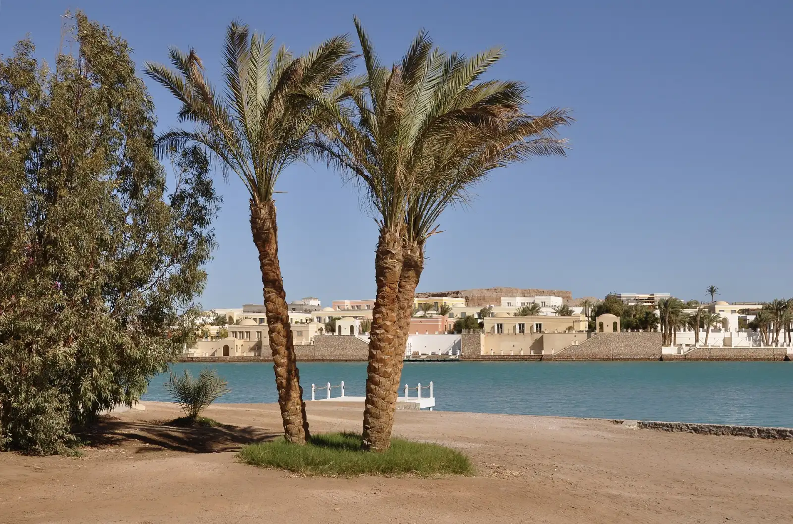 نخيل على ضفاف البحيرة في الجونة